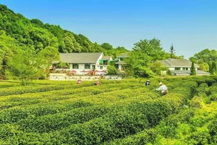 中国茶叶历史悠久浙江杭州盛产的是