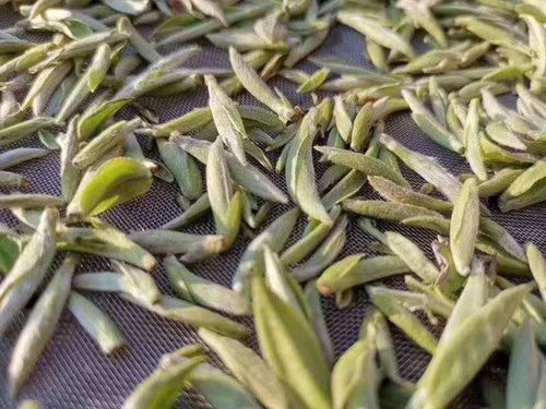 绿茶的保质期一般是多久，保存绿茶需要注意什么...