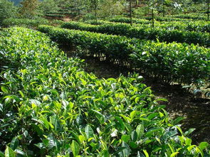 茶叶种植技术指导方案怎么写的