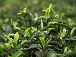 二十四节气与茶叶采摘的关系